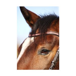 Hy Equestrian Rosciano Rose Gold Brow Band (Black)