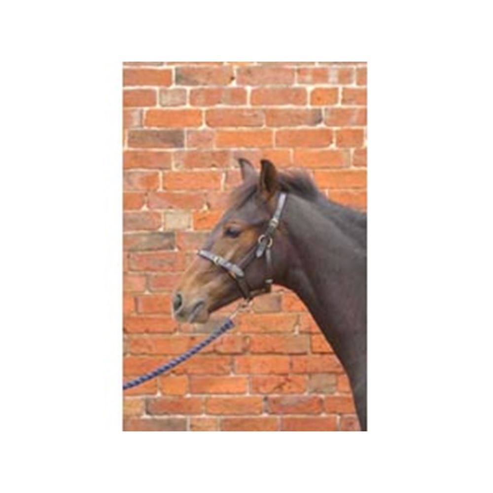 Hy Leather Foal Head Collar