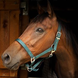 Gallop Padded Headcollar (Green)