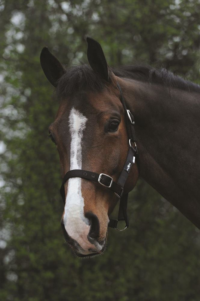 Saxon Economy Headcollar