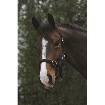 Saxon Economy Headcollar