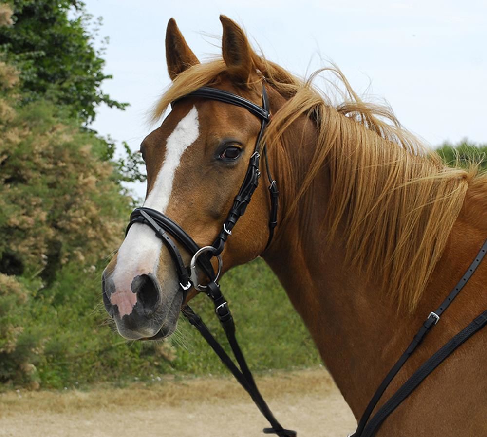 Windsor Leather Bridle With Flash Noseband