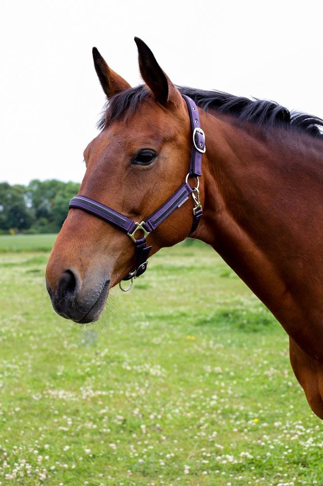 Hy Equestrian Mystic Head Collar (Purple/Midnight Dust)