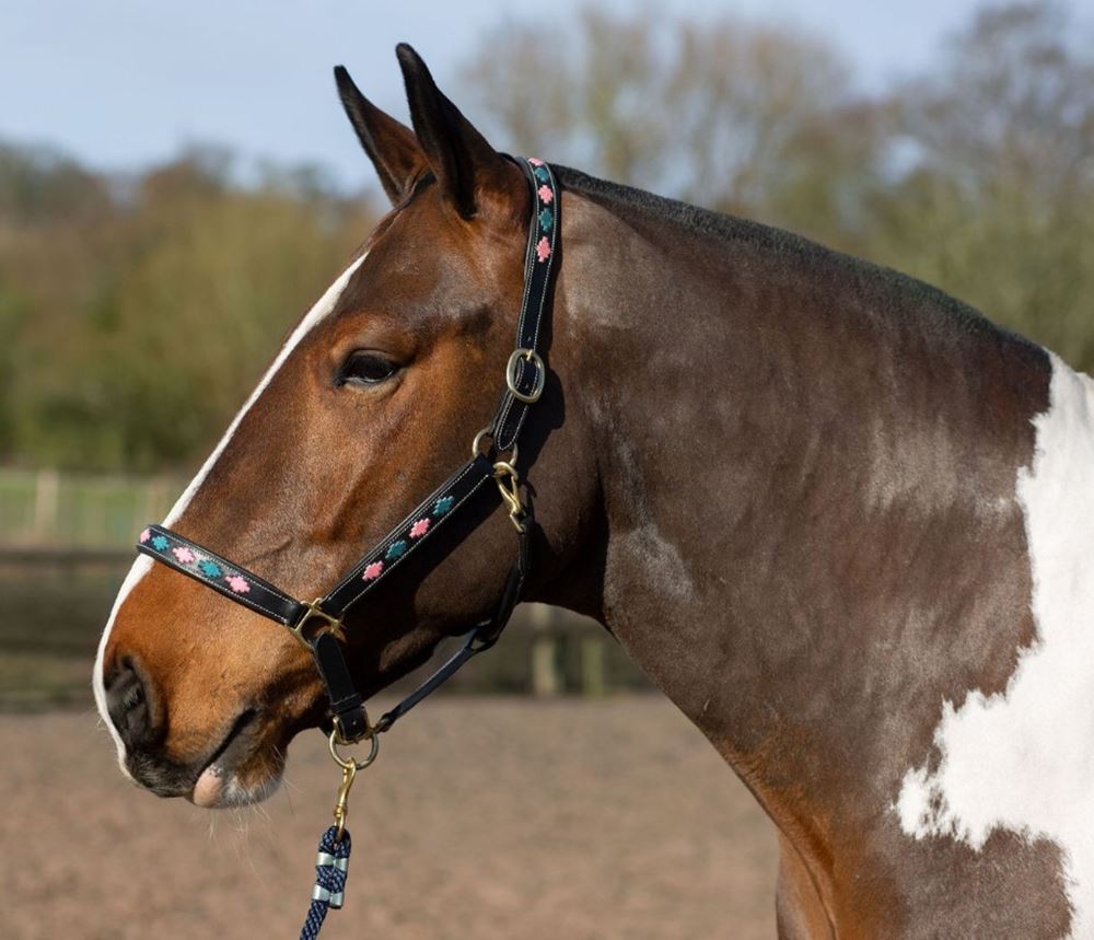 Gallop Premium Padded Leather Headcollar (Pink/Aqua)