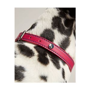 Joules Leather Dog Collar - Small