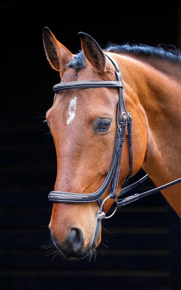 Shires Salisbury Berkeley Bridle (Black)
