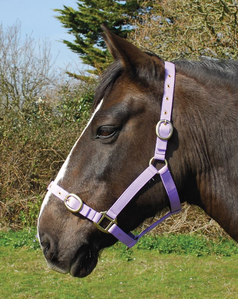 Rhinegold Nylon Headcollar (Lilac)