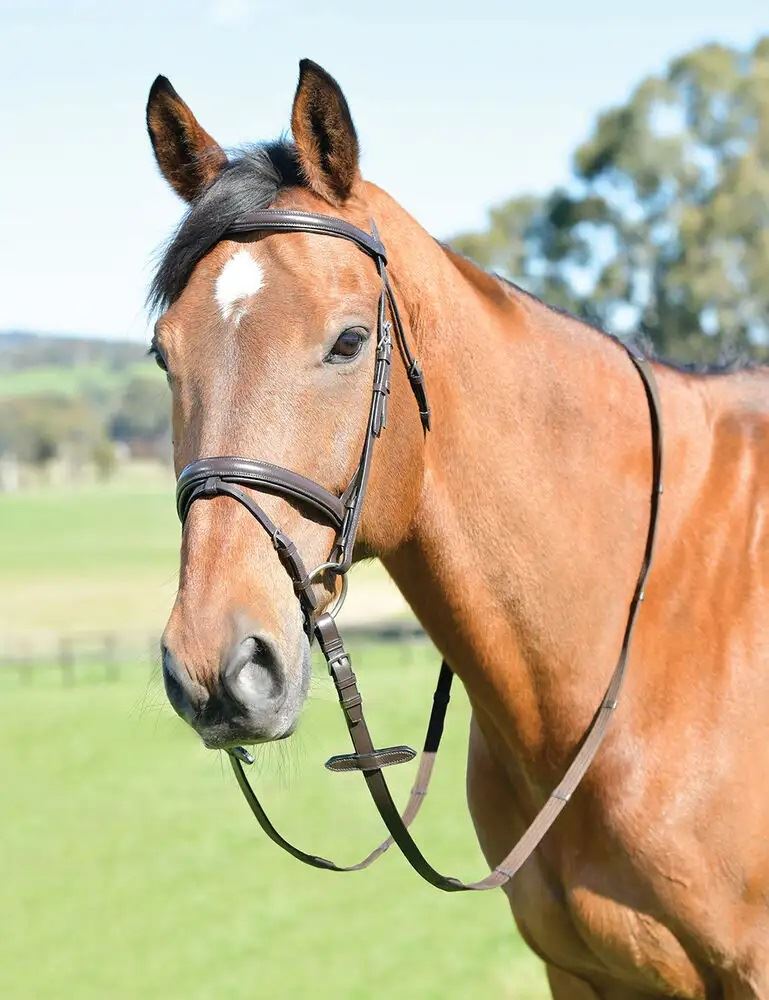 Kincade Classic Plain Raised Flash Bridle with Reins (Brown)