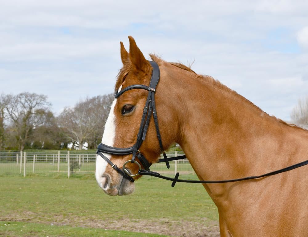 Windsor Anatomical Flash Bridle
