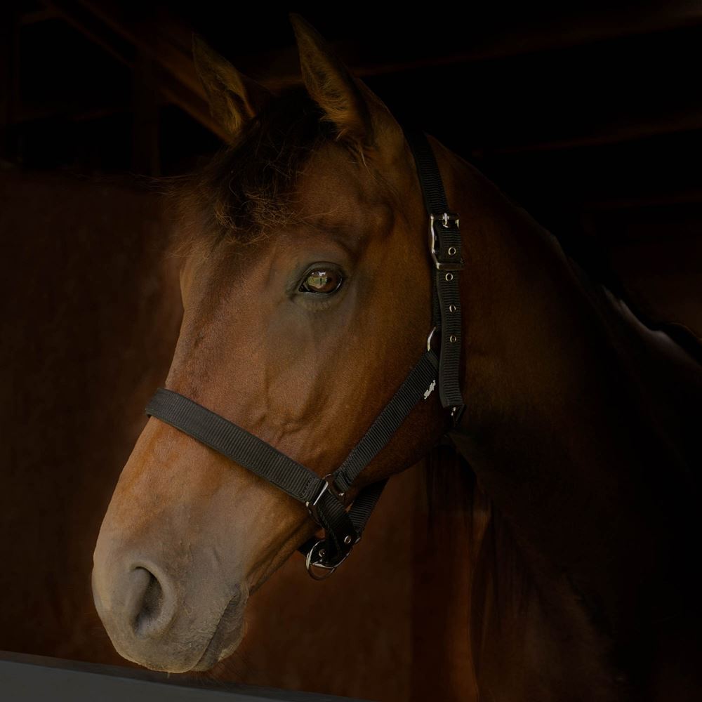 Gallop Premium Padded Headcollar (Black)