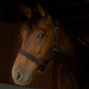 Gallop Premium Padded Headcollar (Black)