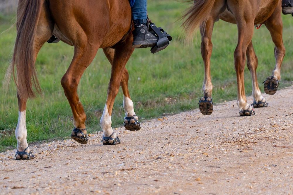 Scootboot Adjust Hoof Boot (SINGLE BOOT)