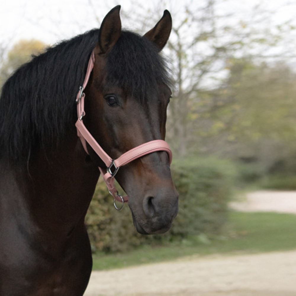 Serena Leather Head Collar by Little Rider (Pink)
