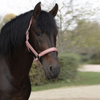 Serena Leather Head Collar by Little Rider (Pink)