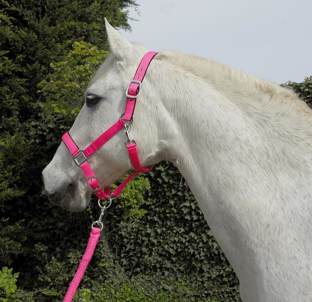 Rhinegold Carnival Headcollar & Lead Rope Set (Bright Pink)