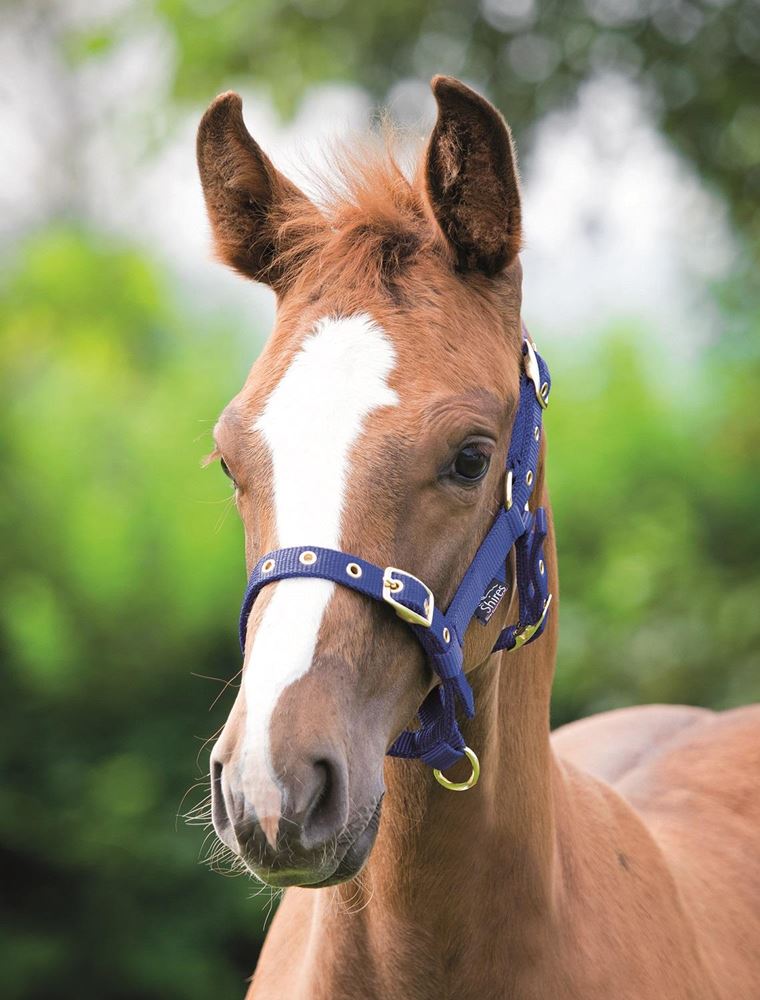 Shires Foal Fully Adjustable Nylon Headcollar