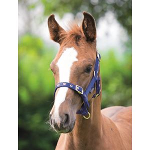 Shires Foal Fully Adjustable Nylon Headcollar
