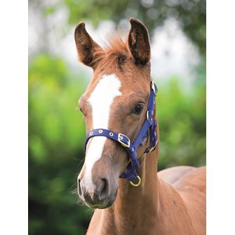 Shires Foal Fully Adjustable Nylon Headcollar