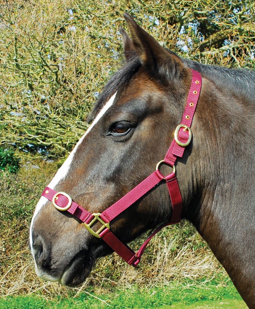 Rhinegold Nylon Headcollar (Burgundy)