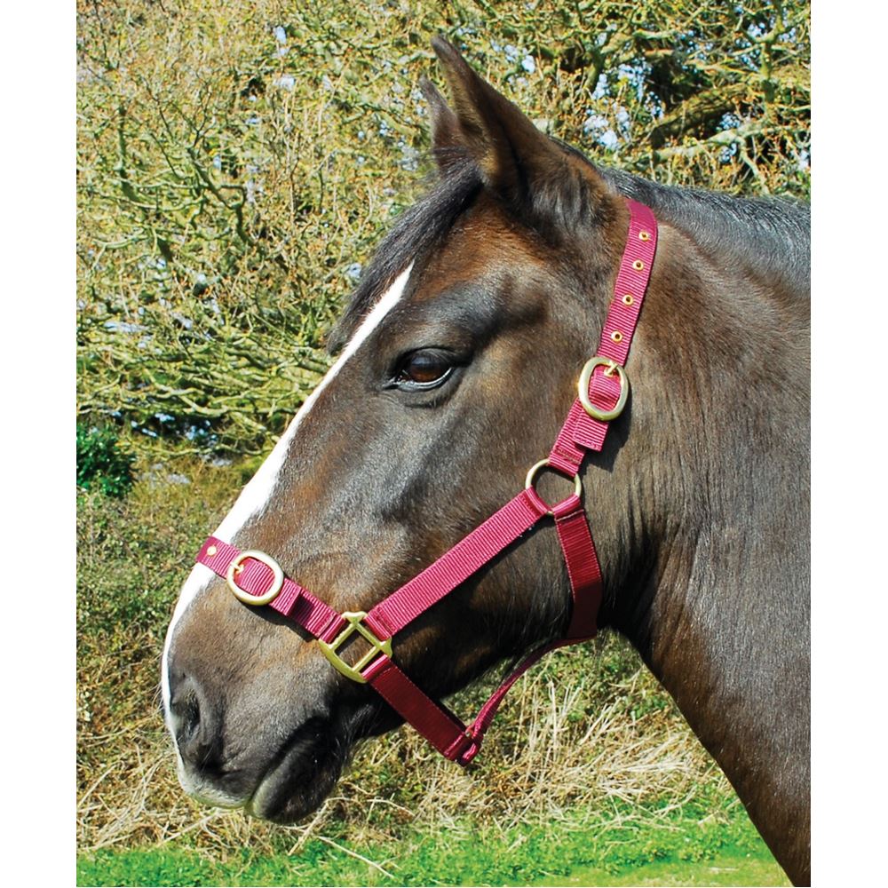 Rhinegold Nylon Headcollar (Burgundy)