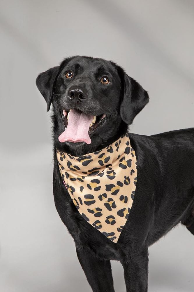 Shires Digby & Fox Bandana - Large (Dog House)