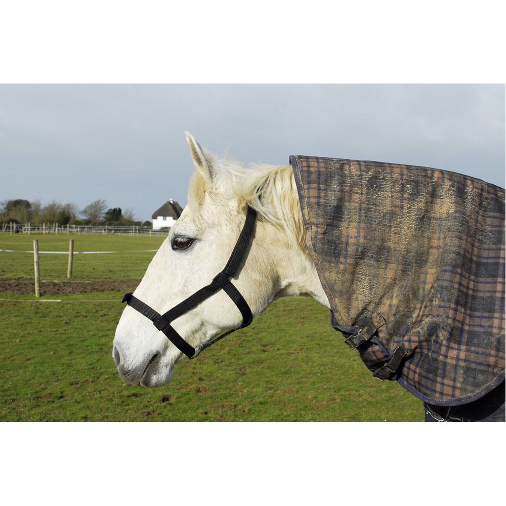 Rhinegold Field Safe Headcollar (Turquoise)