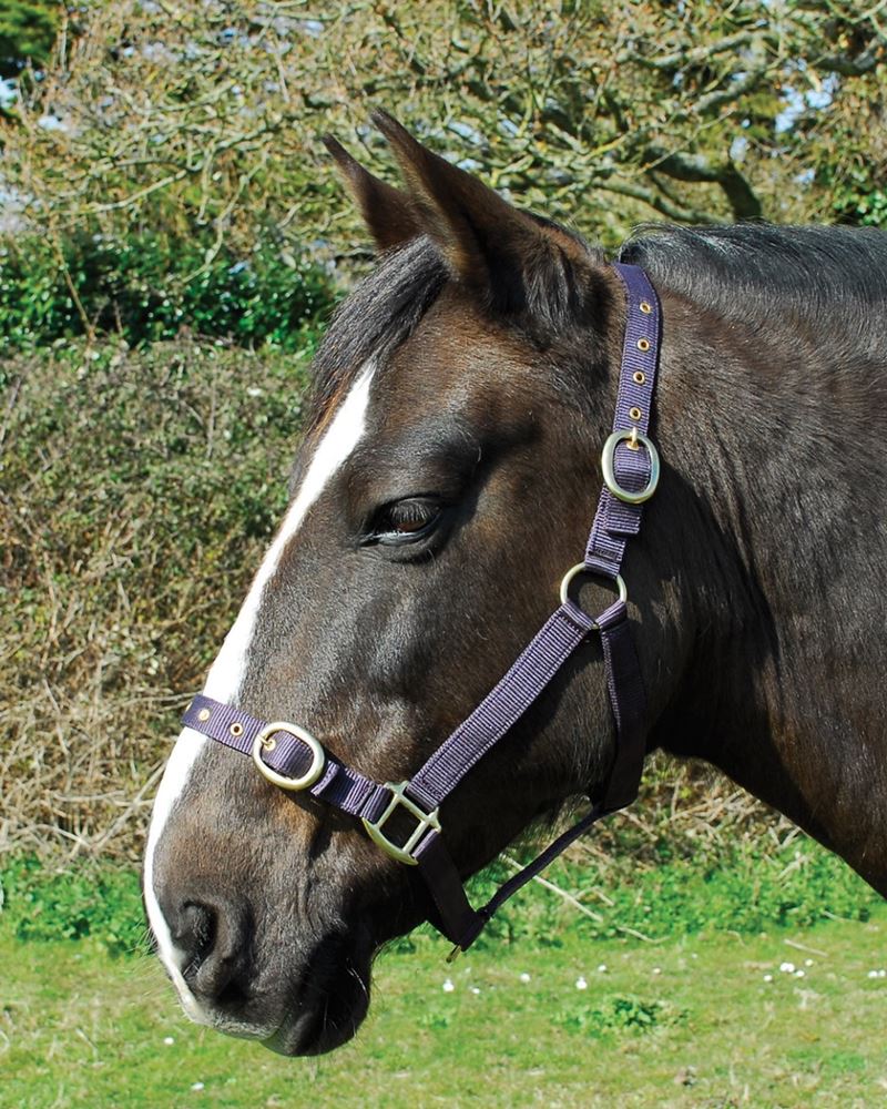 Rhinegold Nylon Headcollar (Plum)