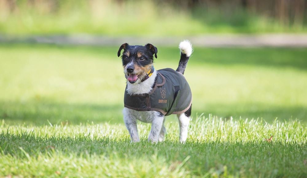 Shires Digby & Fox Wax Dog Coat (XXXXS, XXXS, XXS)