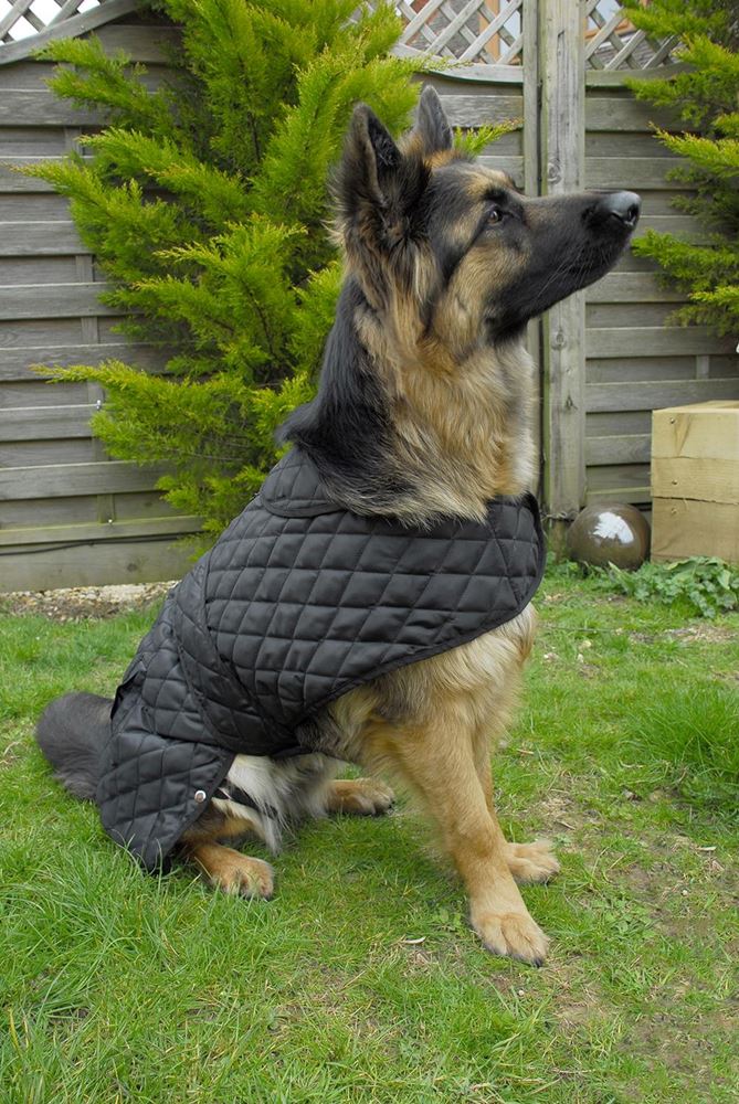 Rhinegold Balmoral Quilted Dog Coat (Black)