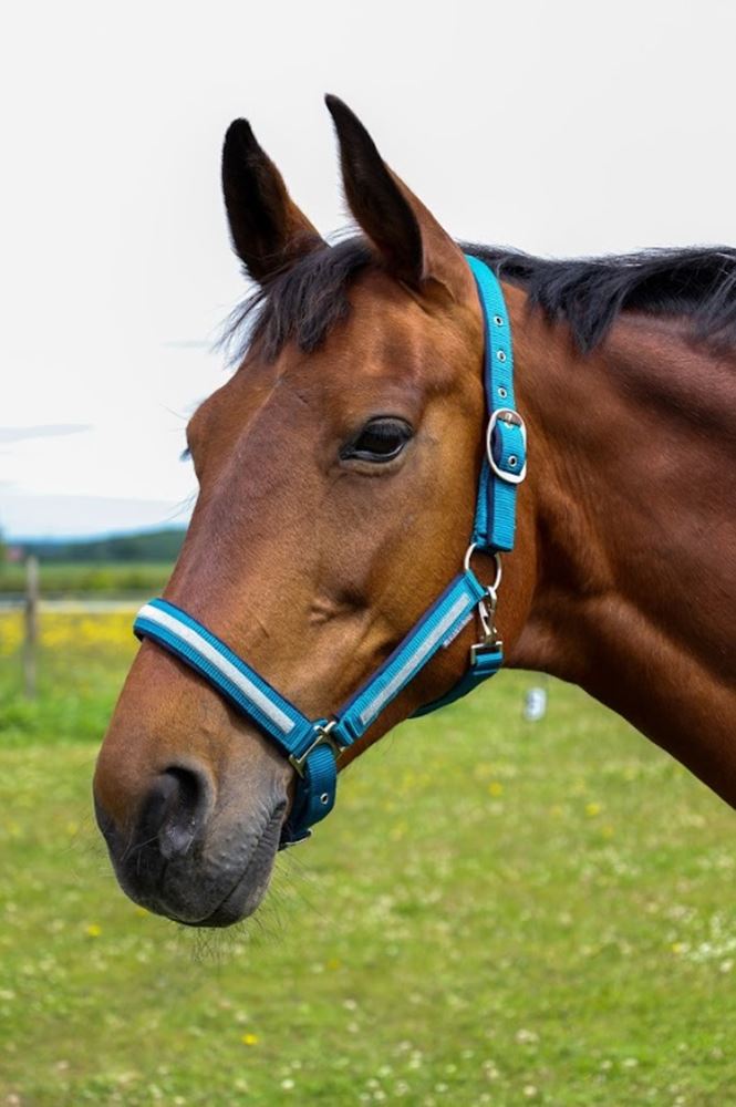 Hy Equestrian Mystic Head Collar (Teal/SilverDust)