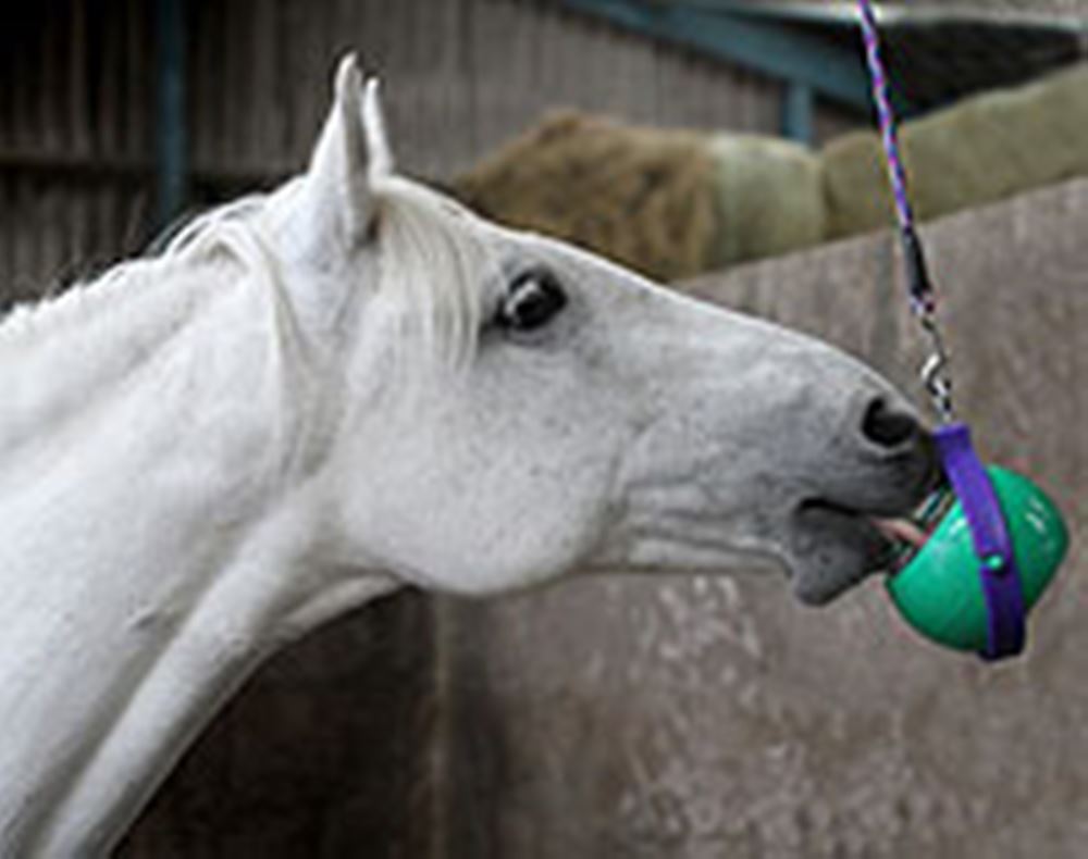 Likit Boredom Buster