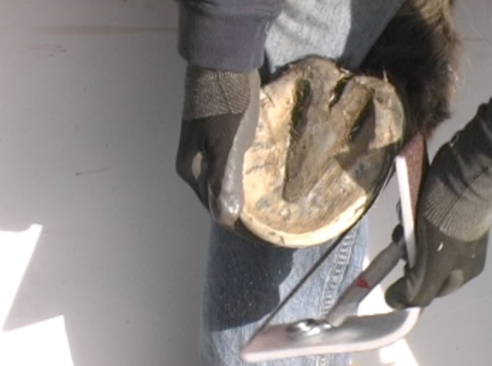 Radius Rasp Hoof Buffer Contour Sander for Barefoot Horses 