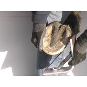 Radius Rasp Hoof Buffer Contour Sander for Barefoot Horses 