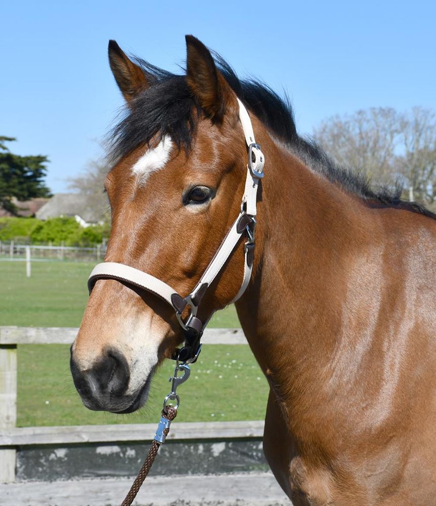 Heritage Padded Leather Lined Headcollar (Brown/Cream)