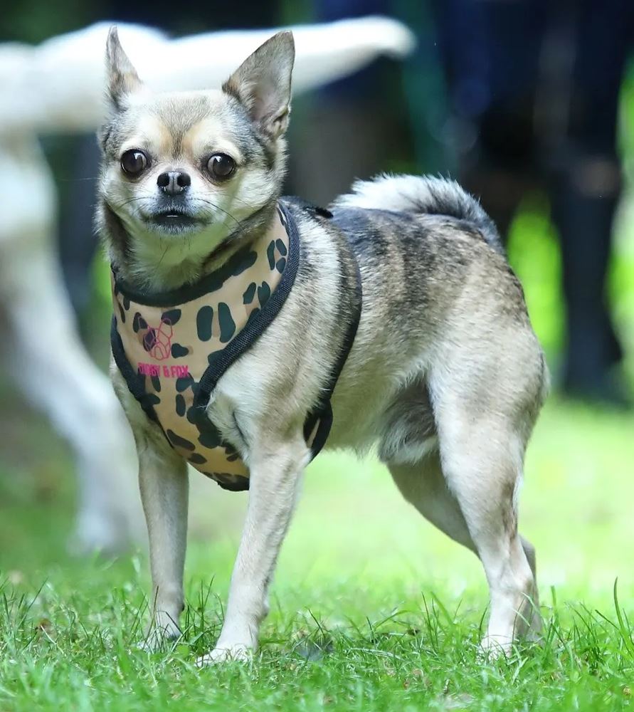 Shires Digby & Fox Leopard Print Harness (XS - XL)
