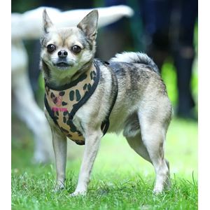 Shires Digby & Fox Leopard Print Harness (XS - XL)