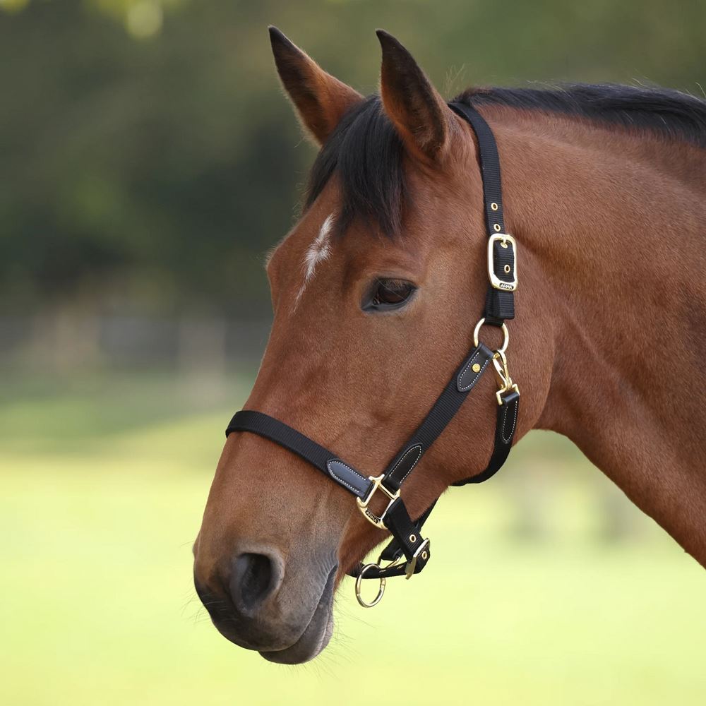 Shires Arma Porto Headcollar (Black)