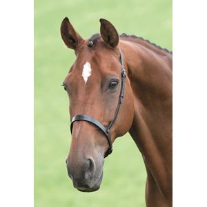 Shires Blenheim Cavesson Noseband