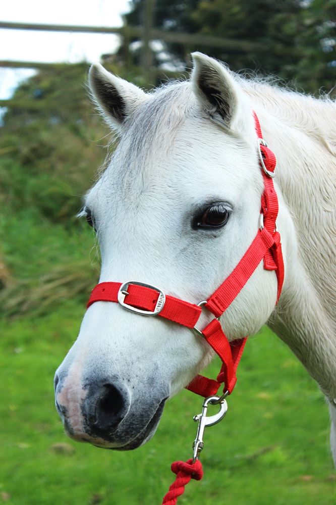 Gallop Headcollar & Leadrope Set (Red)