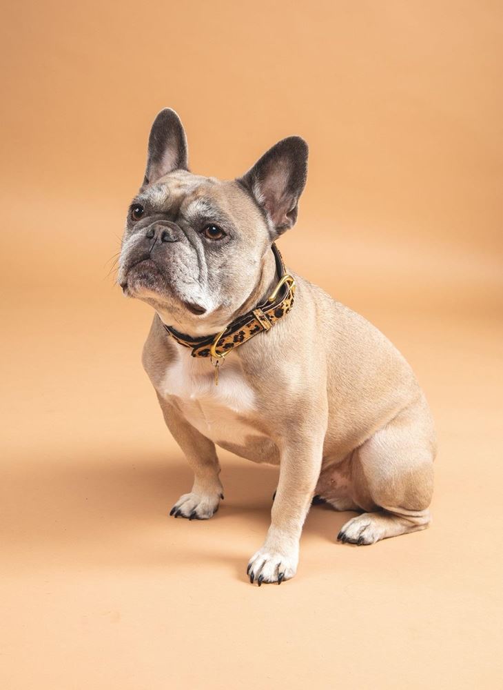 Shires Digby & Fox Cow Hair Dog Collar (XXXS)