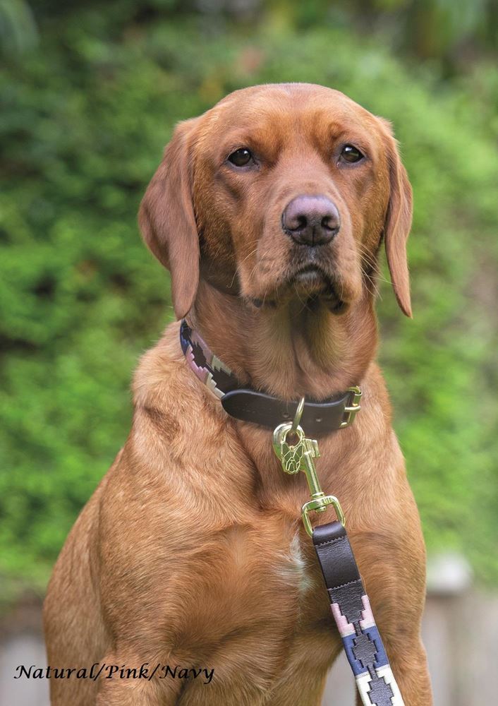 Shires Digby & Fox Drover Polo Dog Collar, M - XXL