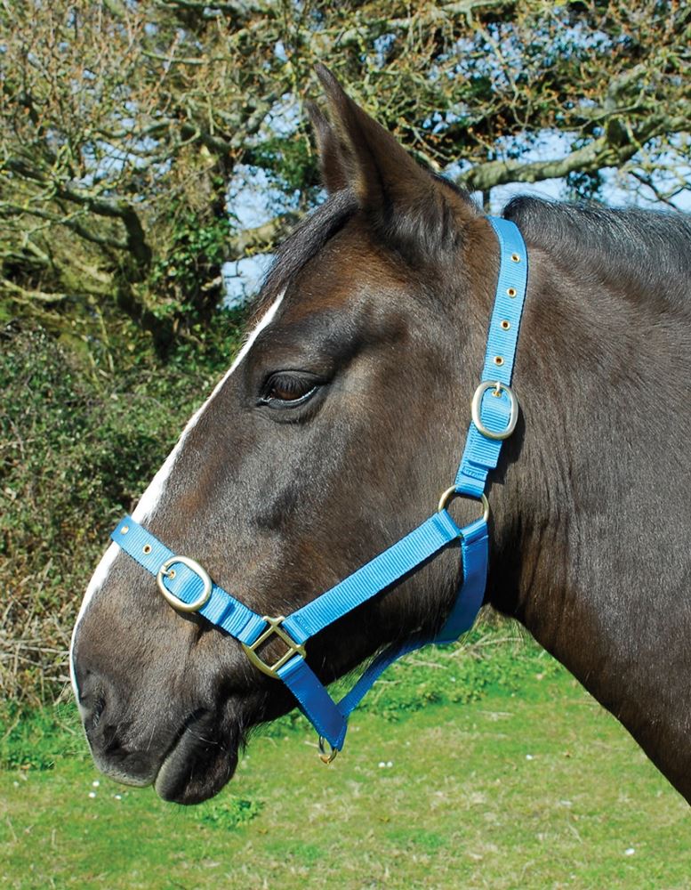 Rhinegold Nylon Headcollar (Turquoise)