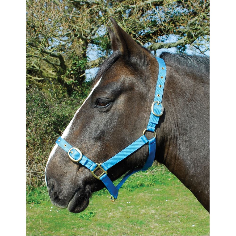 Rhinegold Nylon Headcollar (Turquoise)
