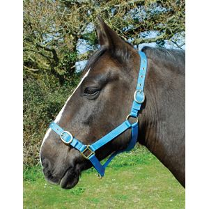 Rhinegold Nylon Headcollar (Turquoise)