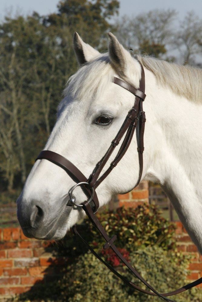 Plain Cavesson Bridle with Reins