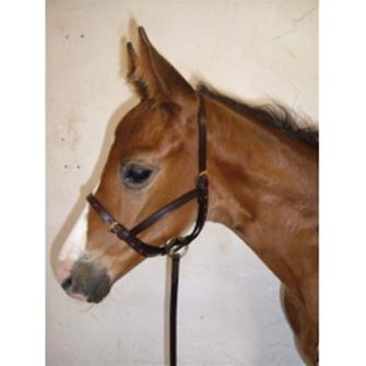 Hy Equestrian Leather Foal Slip