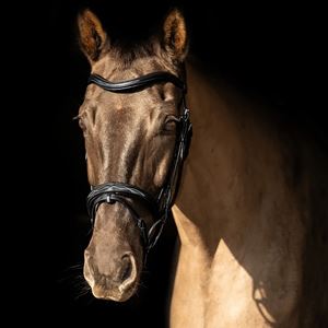 ProPresicce Pelle Raised Flash Leather Bridle by Hy Equestrian (Black with Silver Hardware)