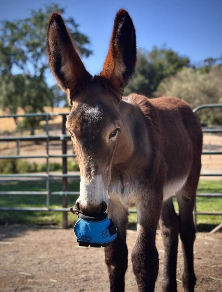 Cavallo Long Ear Boot for Donkeys (Pair)
