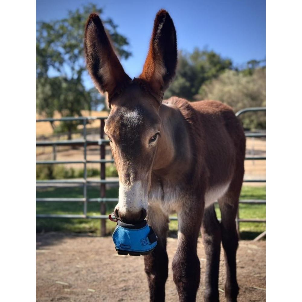 Cavallo Long Ear Boot for Donkeys (Pair)