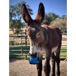 Cavallo Long Ear Boot for Donkeys (Pair)
